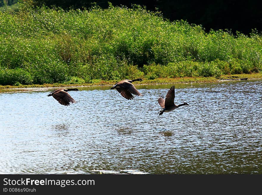 Three geese taking off from a wildlife sanctuary pond. Three geese taking off from a wildlife sanctuary pond