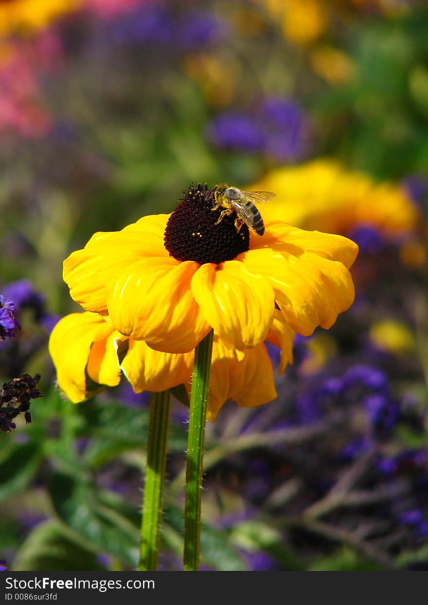 Bee sitting over yellow flower