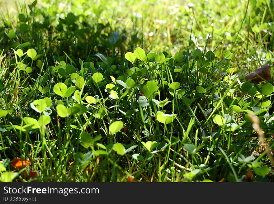 Clover Patch and Grass