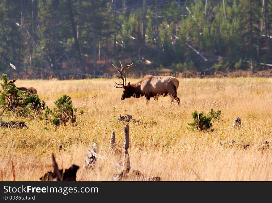 Elk grazing in Yellowstone Park. Elk grazing in Yellowstone Park