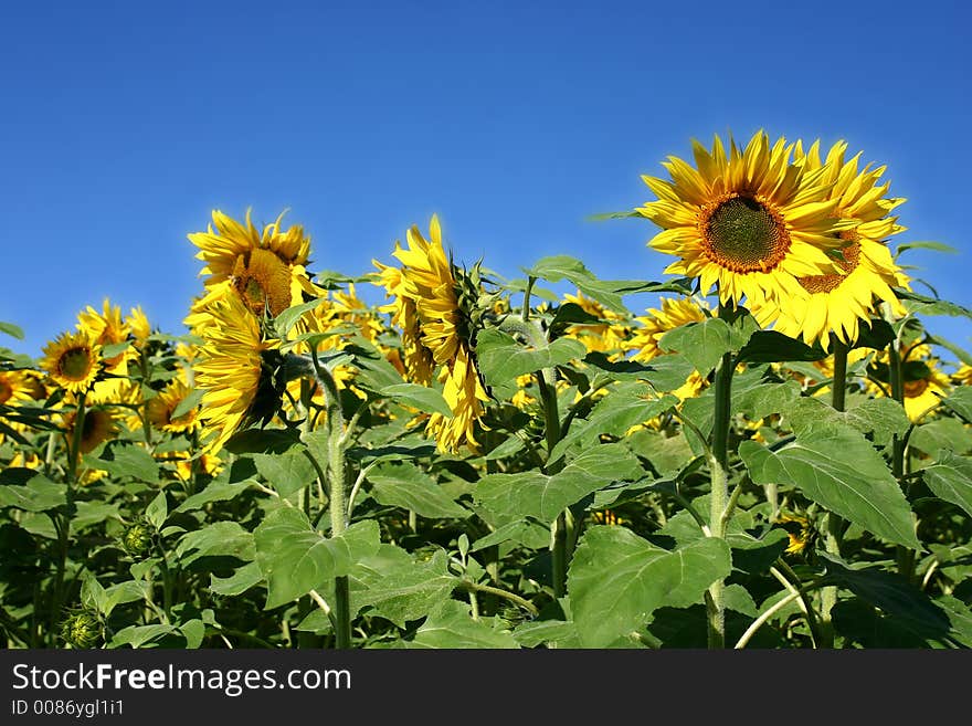 Beautiful Sunflowersand a blue sky.