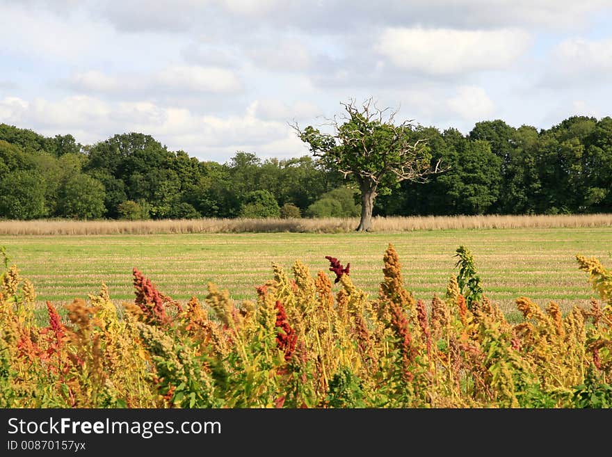 Colourful autumn landscape with tree