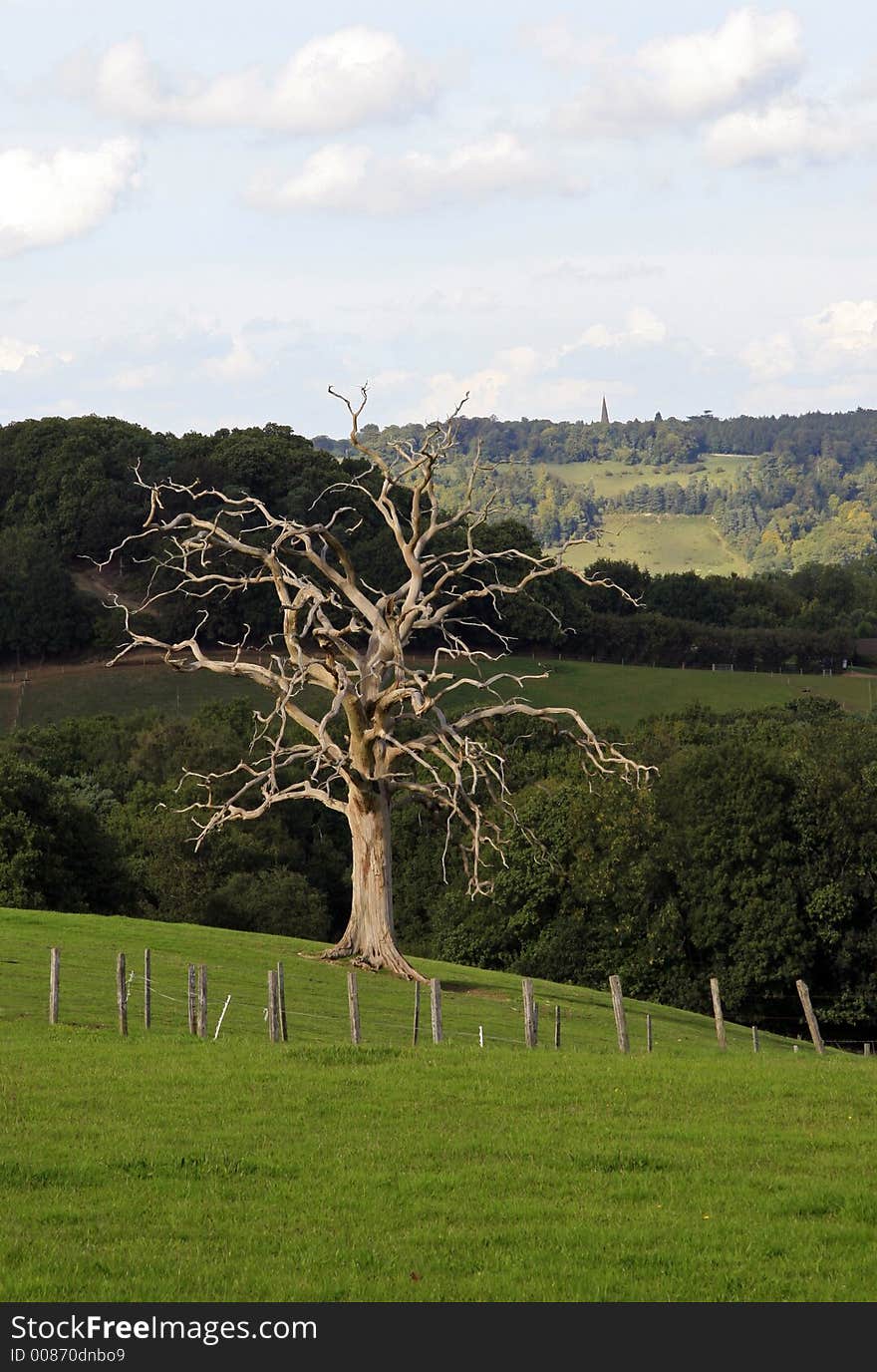 Autumn landscape with lonely dry tree