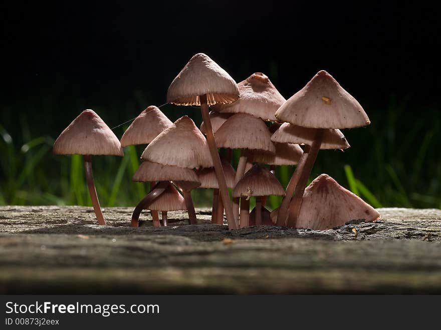 A clump of backlighted mushrooms growing from a rotting log at the edge of the forest