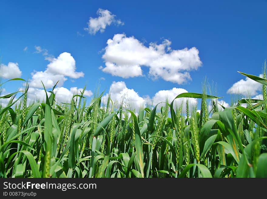 Rural spring field