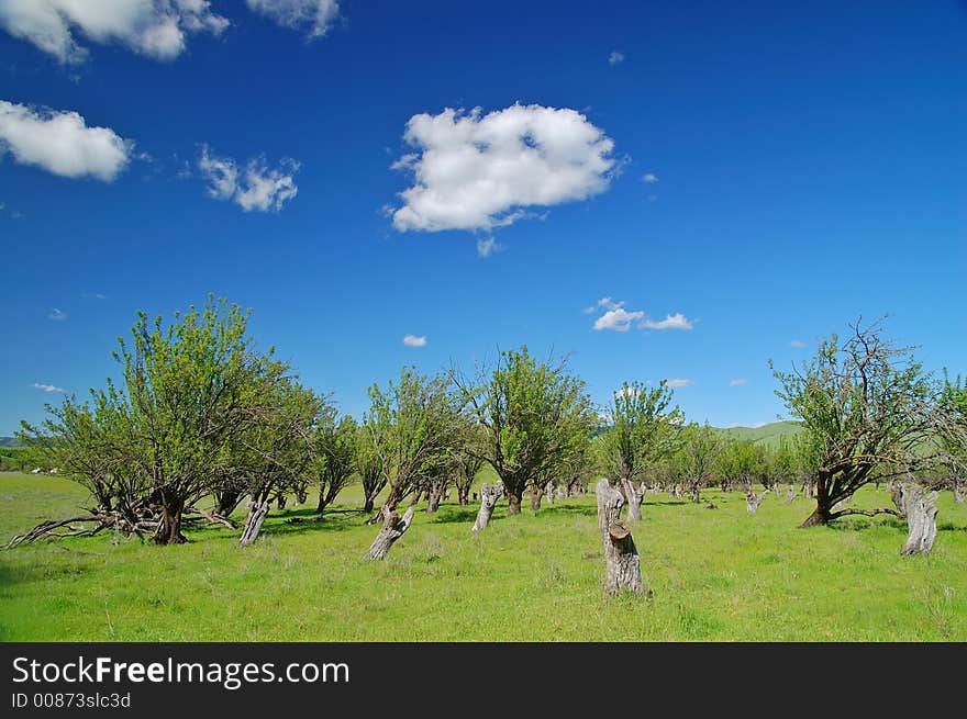 Rural Spring Countryside