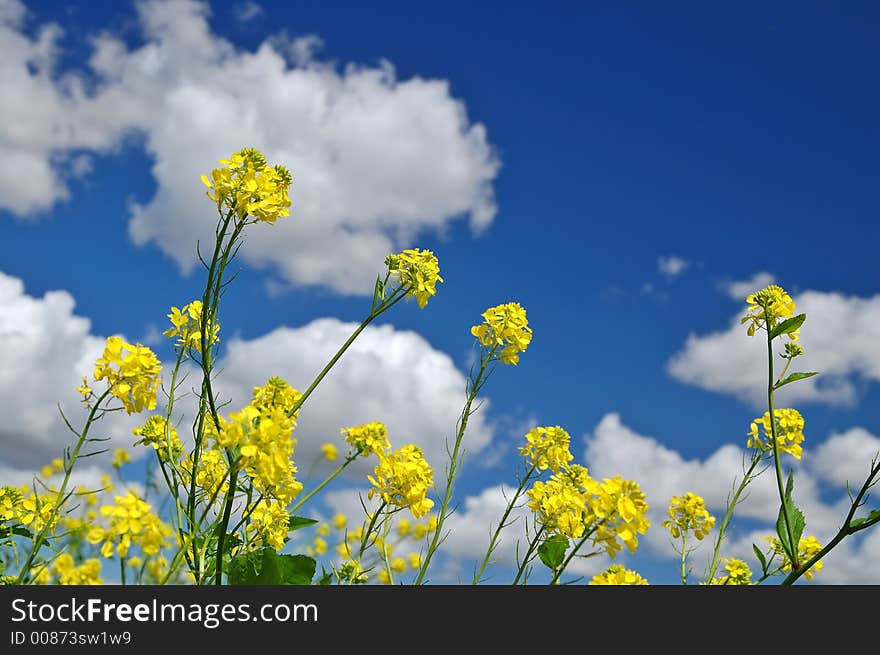 Rural Spring Meadow