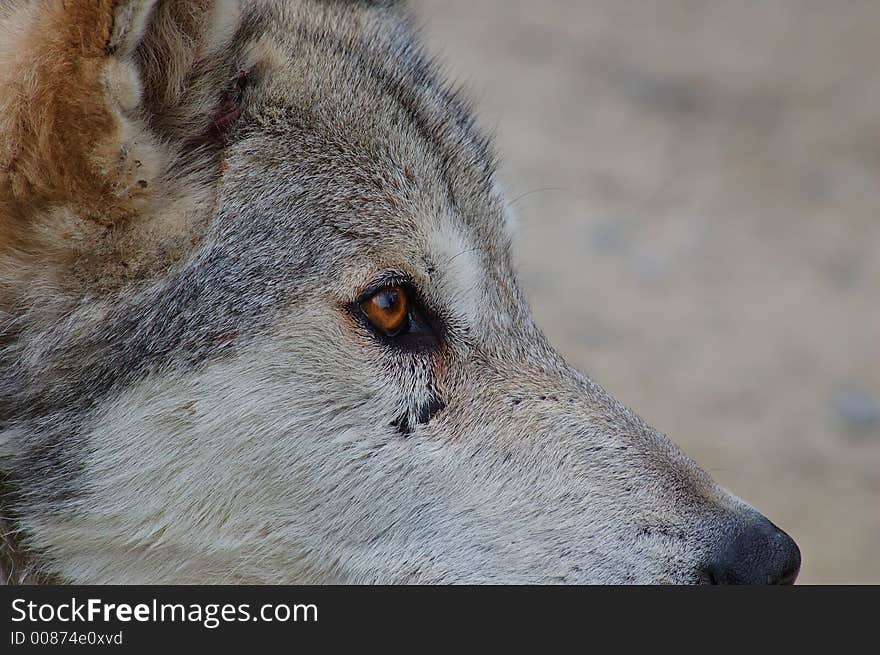 Rocky Mountain Grey Wolf, Canis Lupus