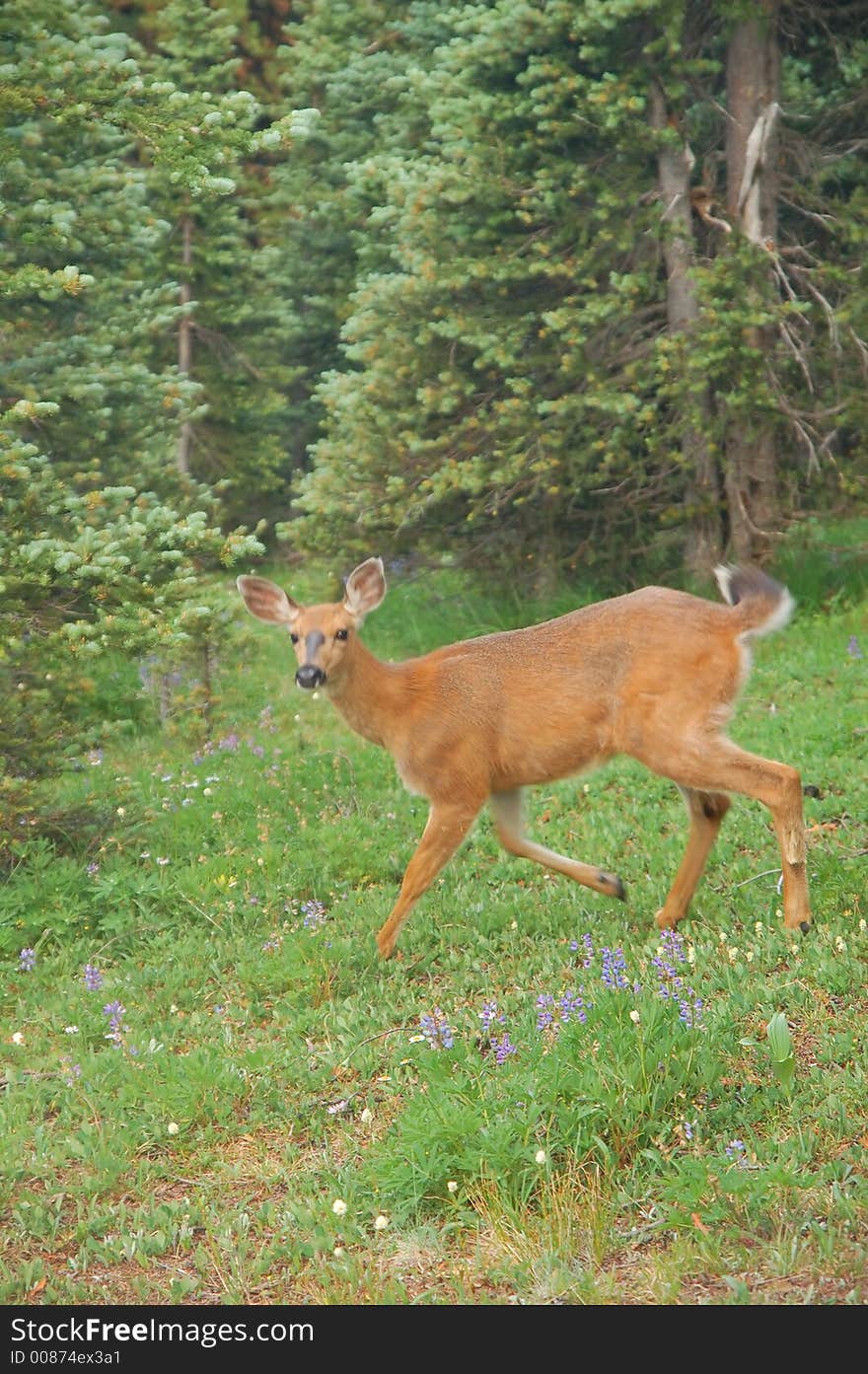 Deer In A Mountain Meadow