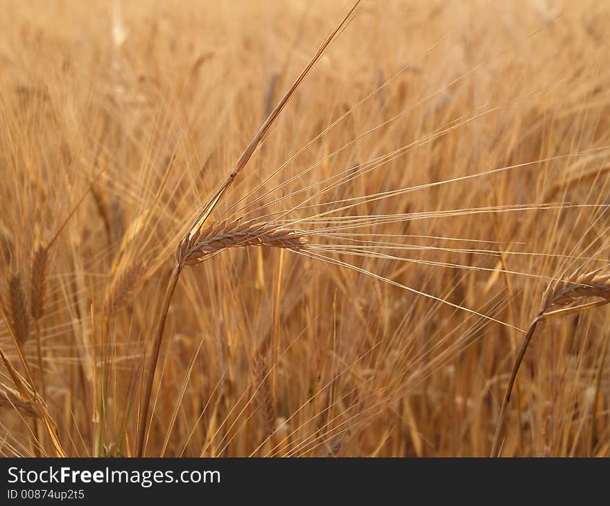 Barley (Hordeum distichum) head