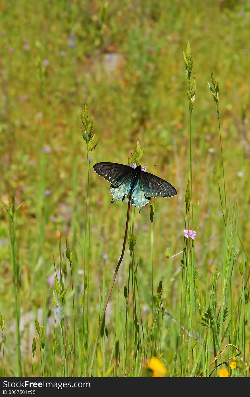 Butterfly in a meadow