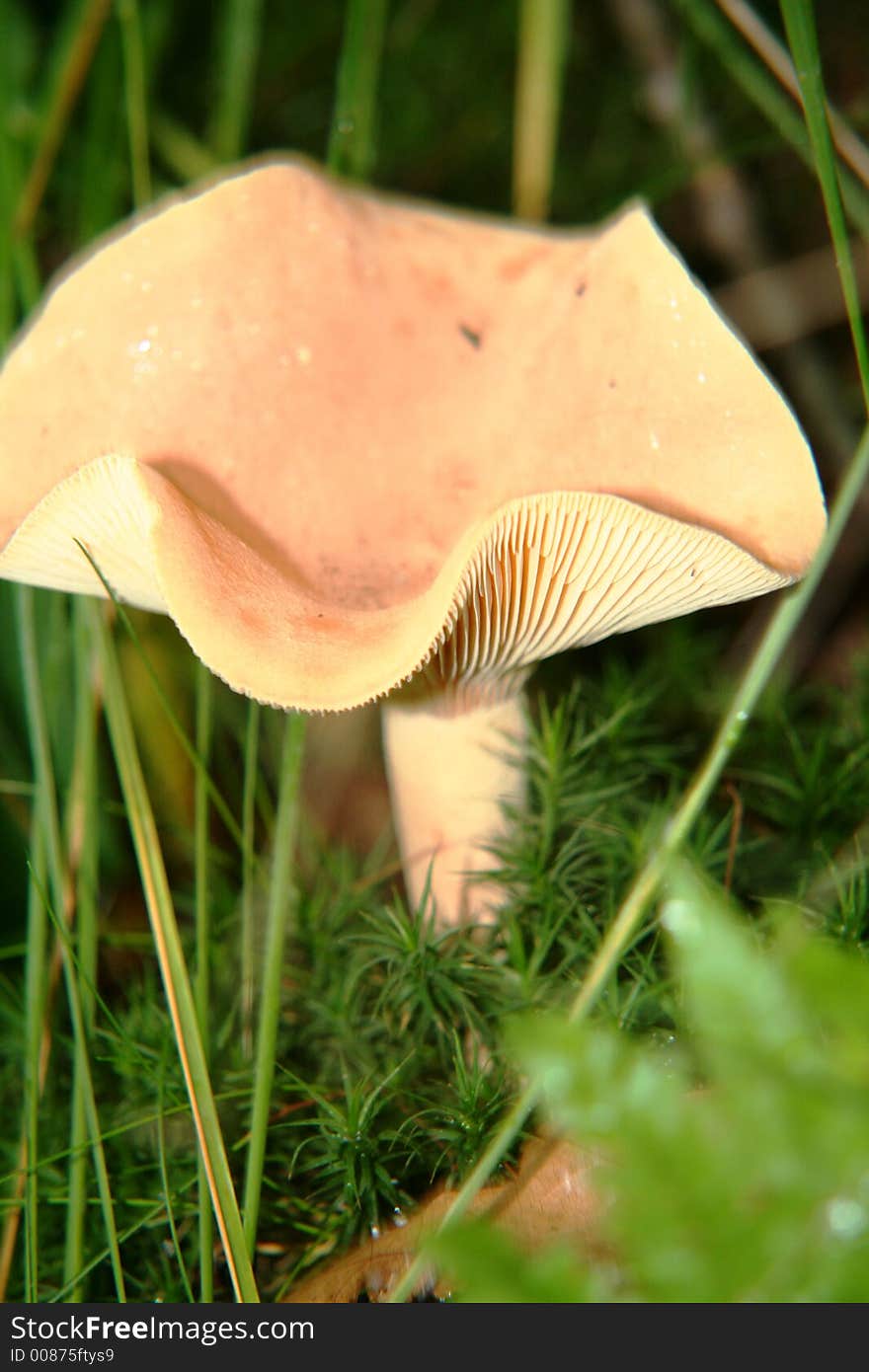 Beatifull mushroom in Dutch forest