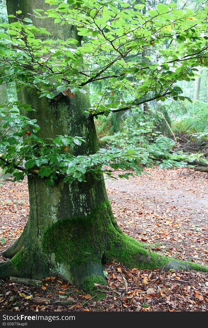 Mysterious tree in a dutch forest,autumn