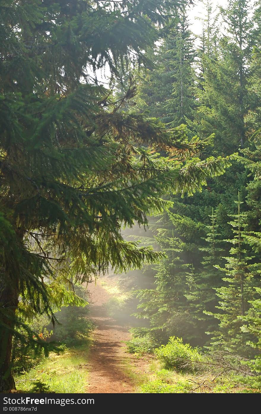 Pacific Northwest rain-forest on the Olympic Peninsula in Washington State. Pacific Northwest rain-forest on the Olympic Peninsula in Washington State