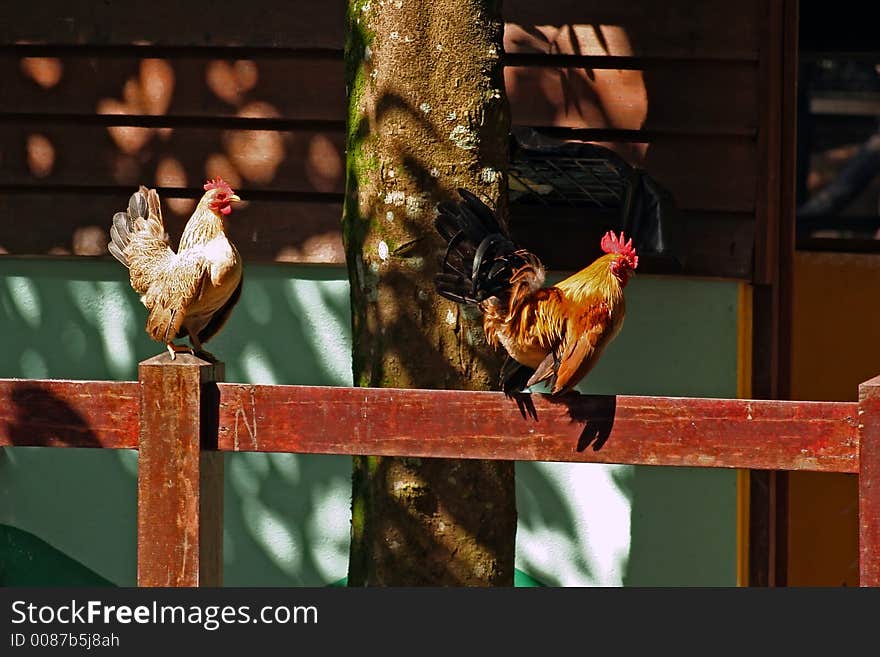 A hen and a rooster at the farm. A hen and a rooster at the farm.