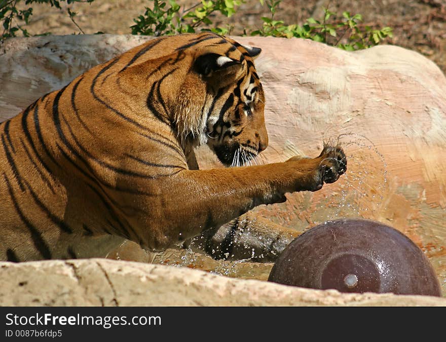 Tiger play