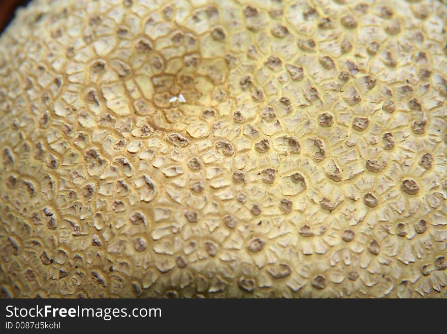 Close Up Mushroom