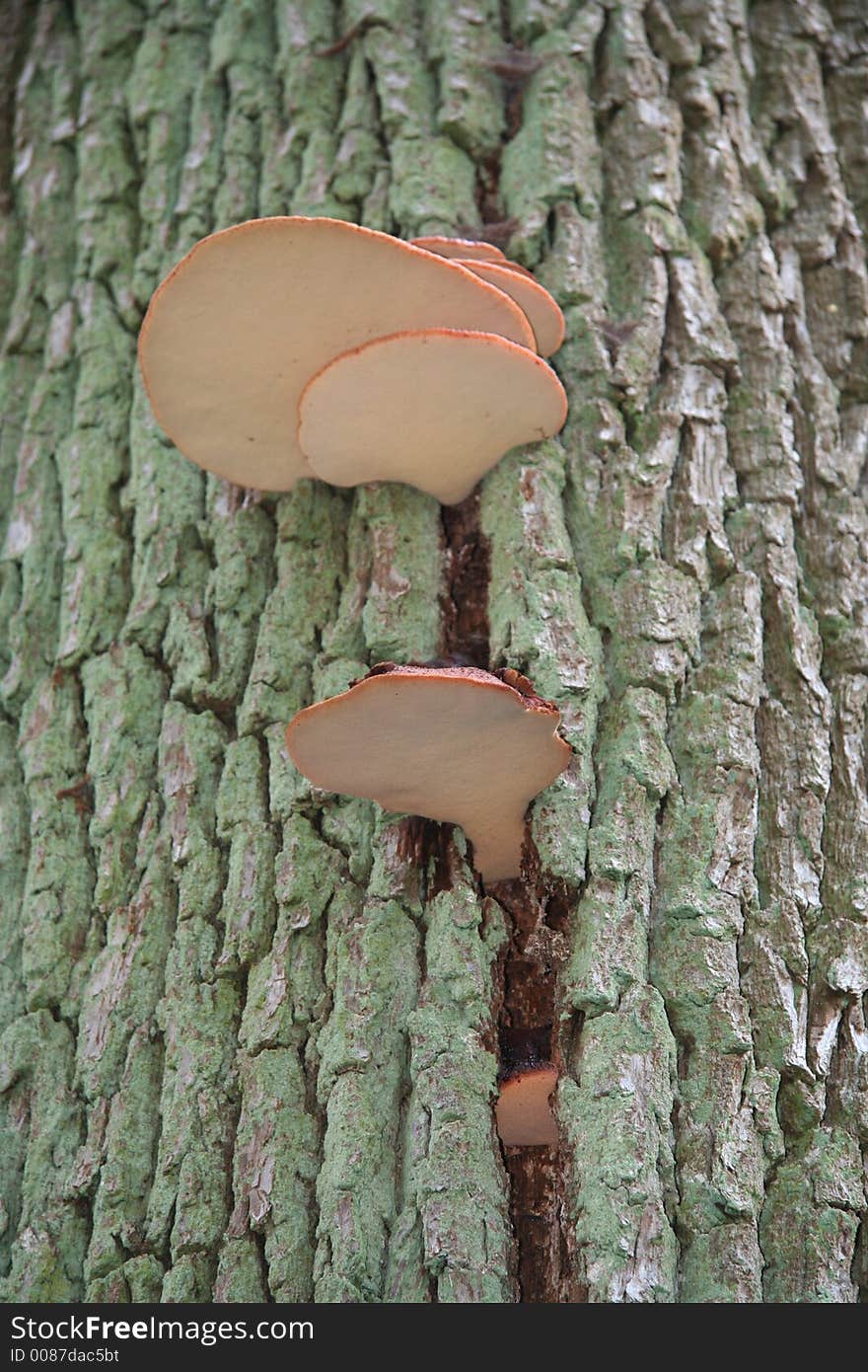 Mushroom on tree