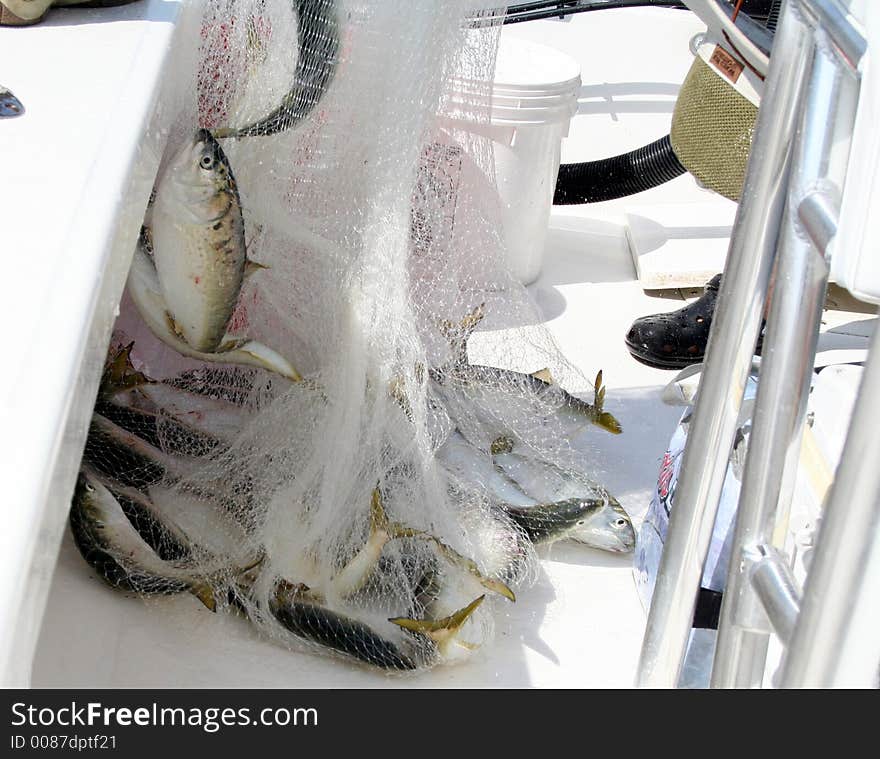 Fish caught with a fishing net. Fish caught with a fishing net