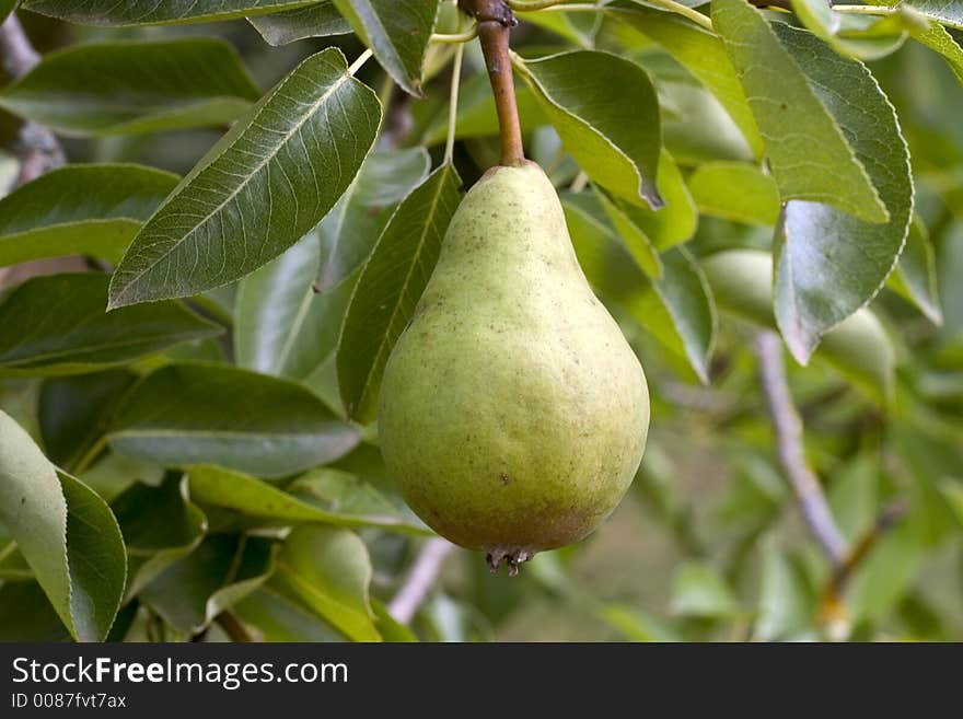 Pear tree in Dordogne, France