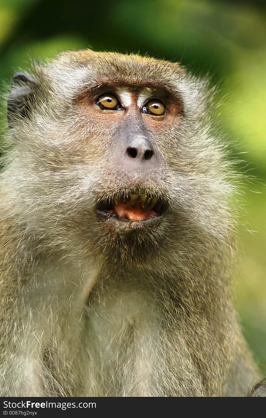 A long tailed macaque male adult monkey with mouth agape and wide eyes. He is a bit alarmed over something. Species name is Macaca fascicularis. A long tailed macaque male adult monkey with mouth agape and wide eyes. He is a bit alarmed over something. Species name is Macaca fascicularis