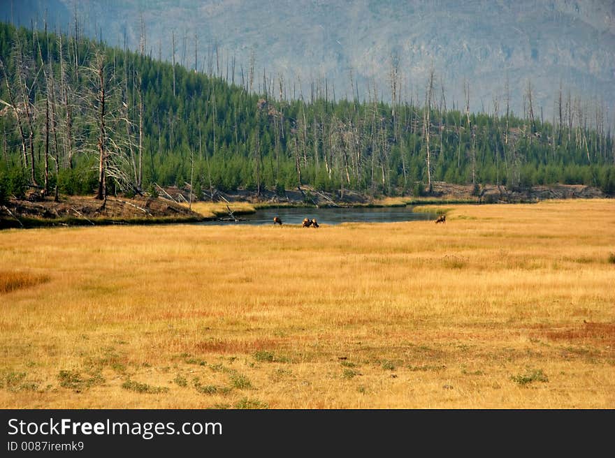 Meadow with elk grazing in distance. Meadow with elk grazing in distance