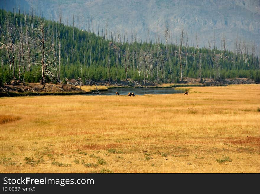 Yellowstone