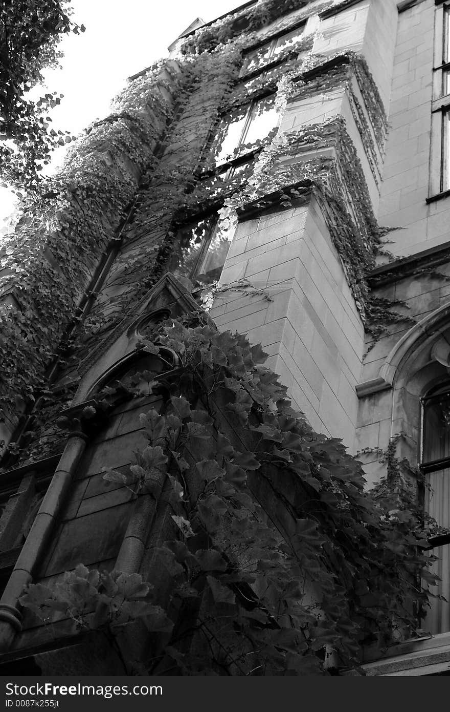 Spooky looking abandoned church covered with ivy reaches up to the sky