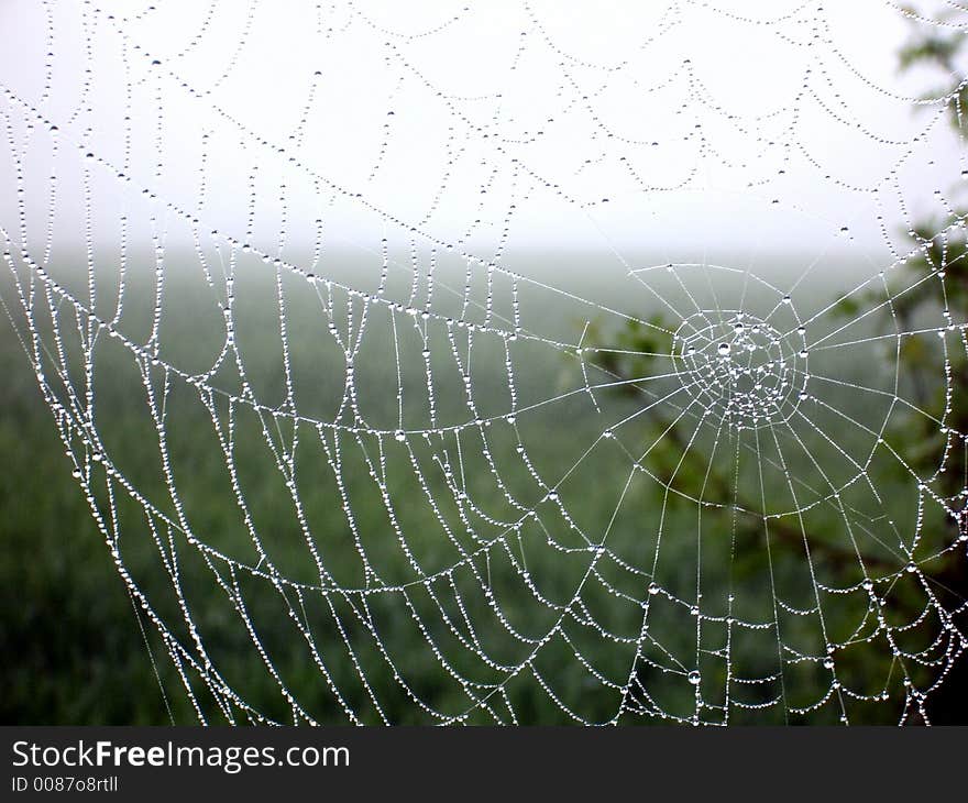 A wet web on the Camino de Santiago in Spain.