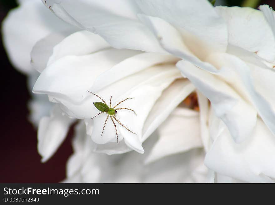 Green spider on white rose