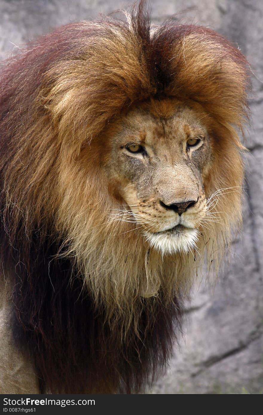 Close up of male Lion.