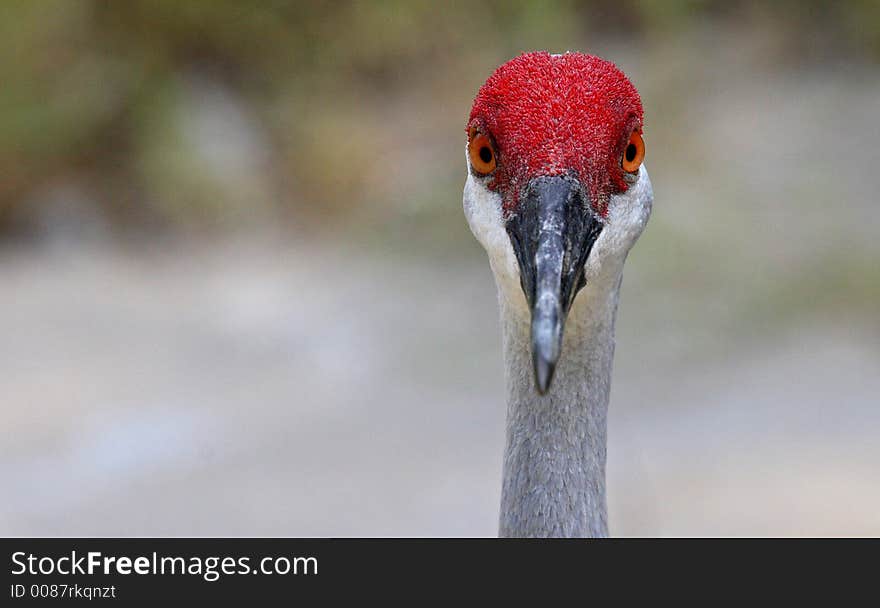 Close up of a Sandhill Crane