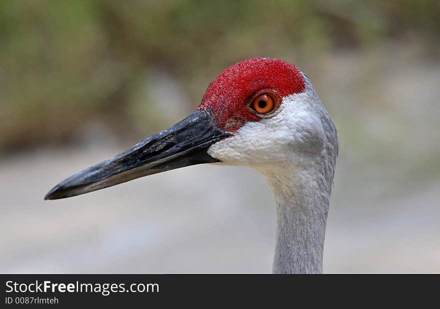 Close up of a Sandhill Crane