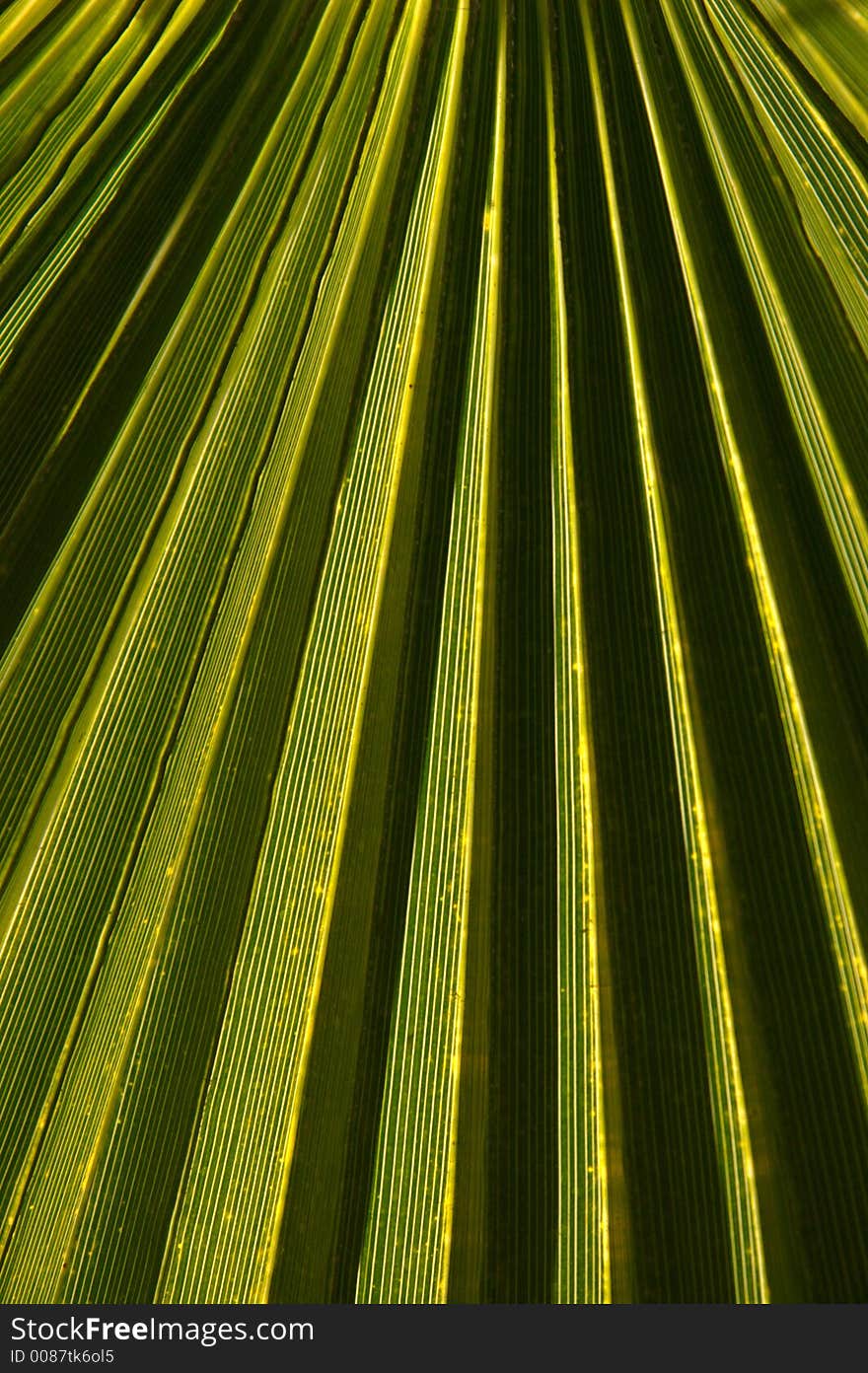 Palm leaf  with close up on ridges. Palm leaf  with close up on ridges