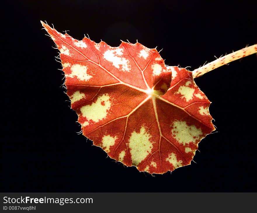 Macro of leaf of begonia.