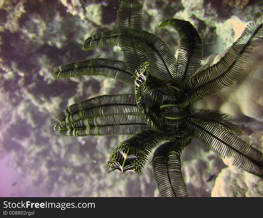 The real color of crinoidea,40 meters death,eilat,coral beach preserve,