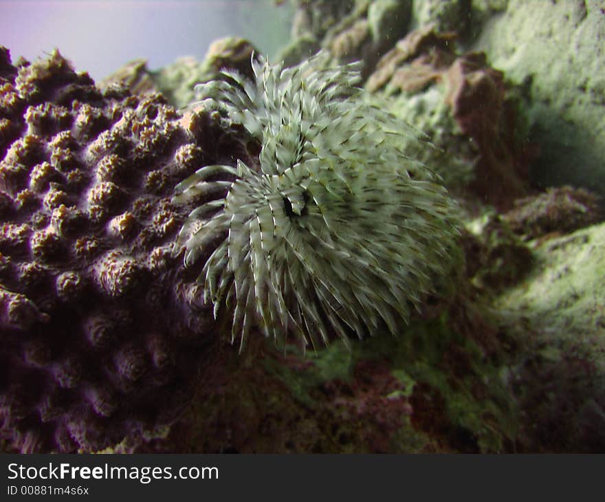 Sea worm living in corals,and a green sponge. Sea worm living in corals,and a green sponge