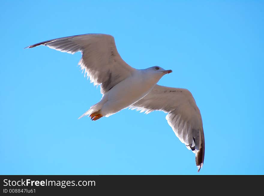 Black Sea Seagull