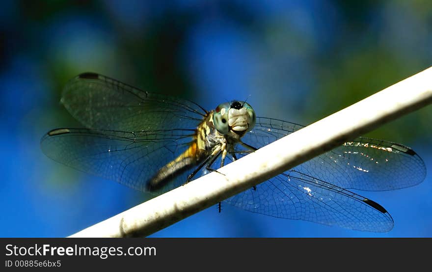 A dragon fly on a line. A dragon fly on a line