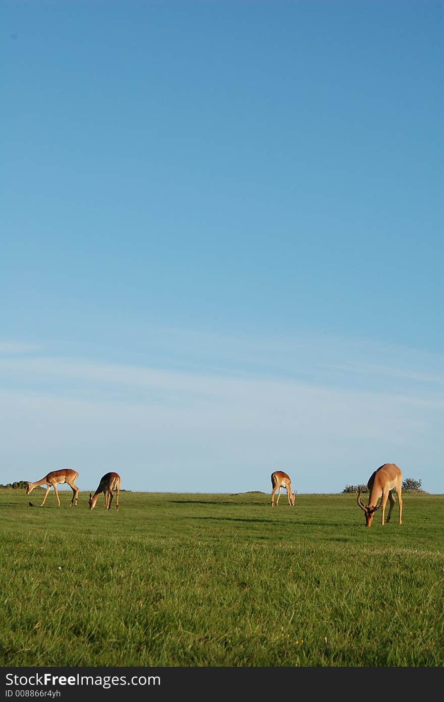 Four antelope (buck) on horizon with bush in distance and blue sky behind. Four antelope (buck) on horizon with bush in distance and blue sky behind