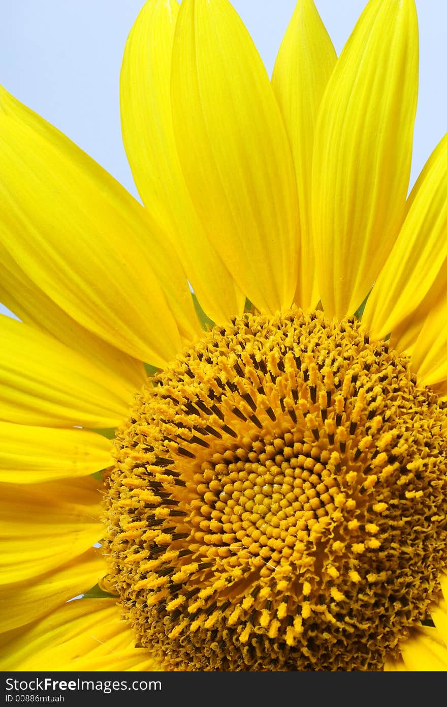 Beautiful yellow Sunflower petals closeup