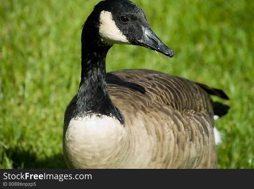 Goose Feeding Time