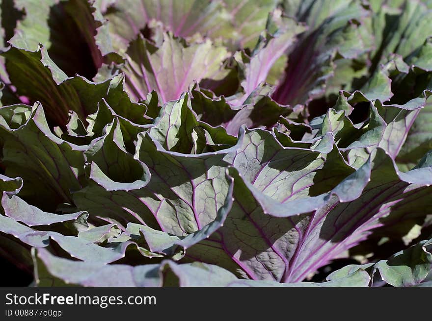 Ornamental Cabbage