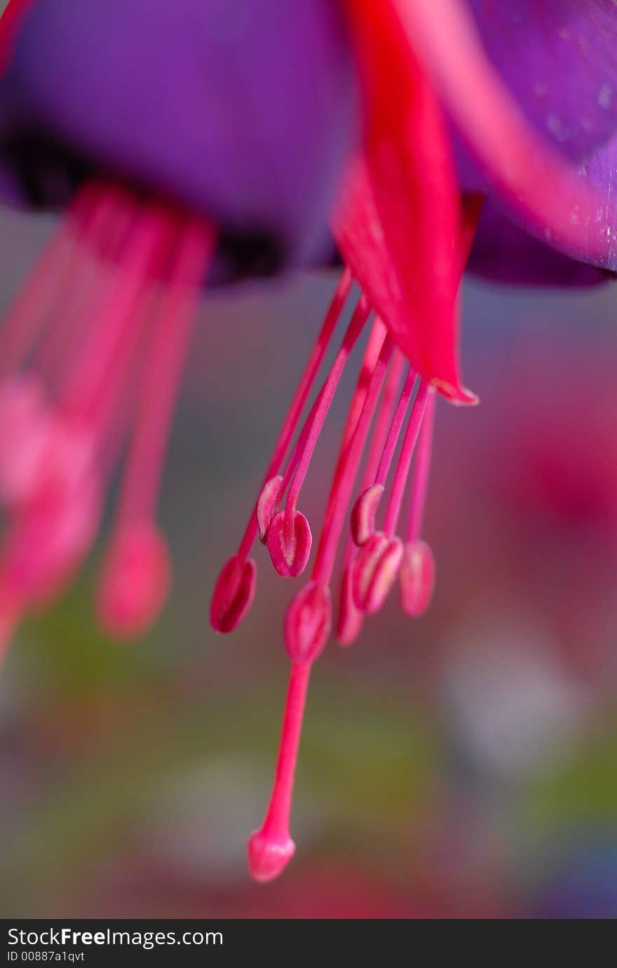 Fushia Stamens