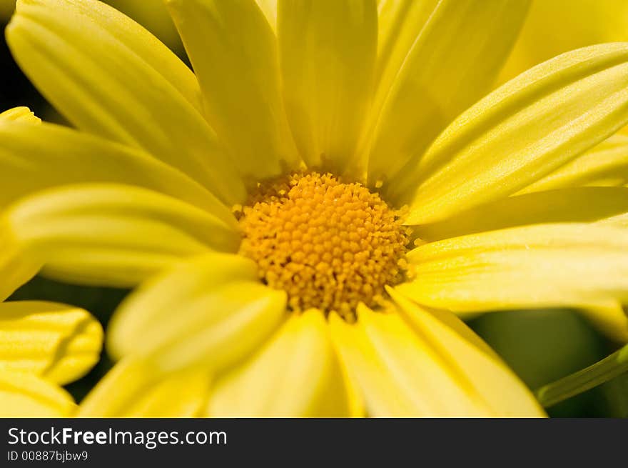 Yellow Daisy