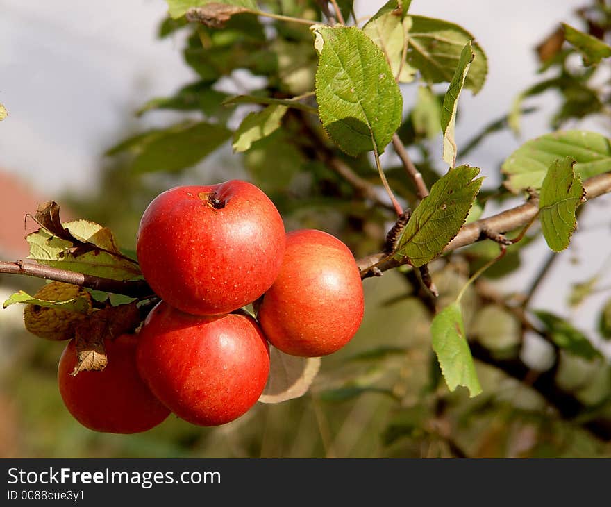 Red apples