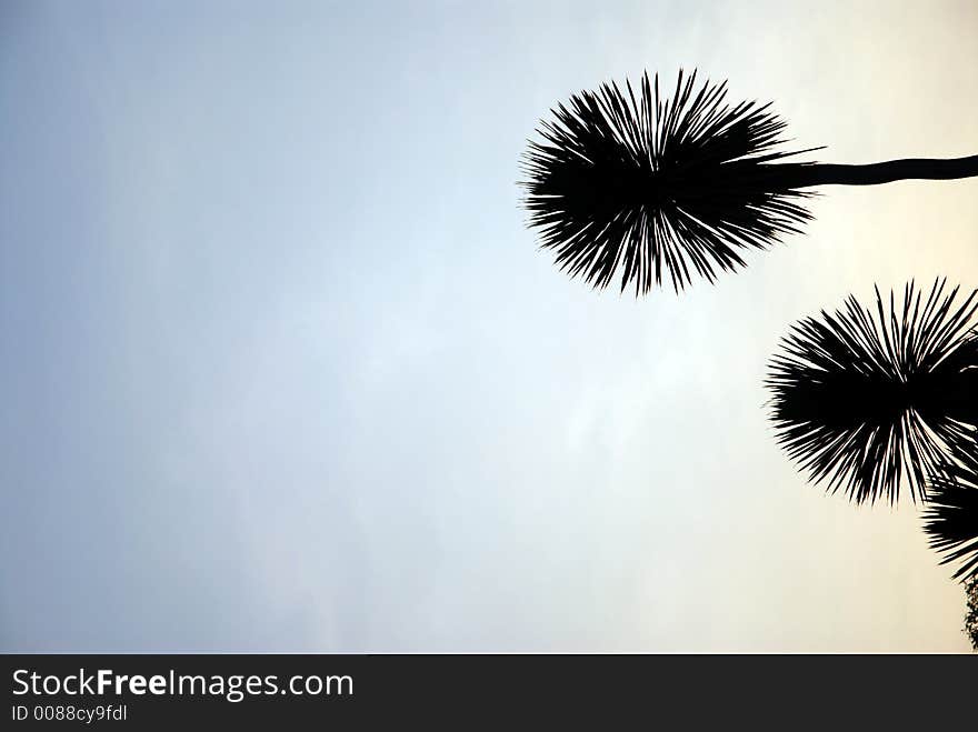 Desert palms in early evening