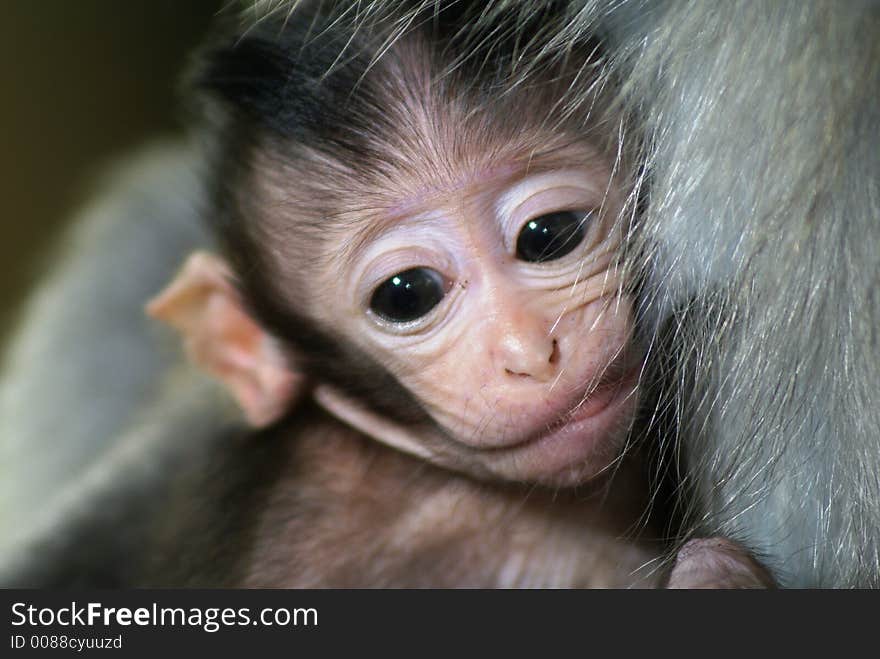 A long tailed macaque baby clinging to its mother. Scientific name is macaca fascicularis, born black. A long tailed macaque baby clinging to its mother. Scientific name is macaca fascicularis, born black.