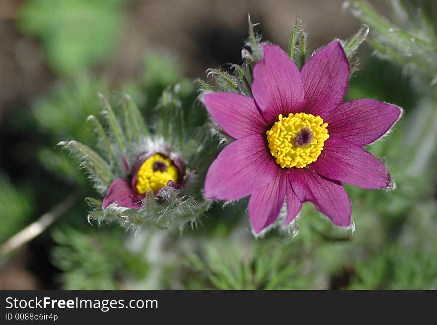 Beautiful flowers in the garden