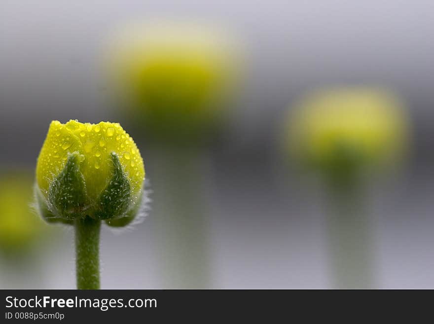 Summer flowers with water drops